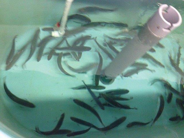 salmon in a fiberglass tank at the culture facility