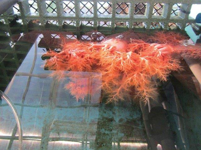 sea cucumbers feeding on salmon waste
