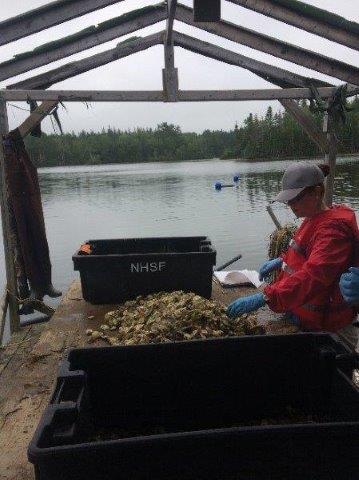 Stacey Lee sorting oysters