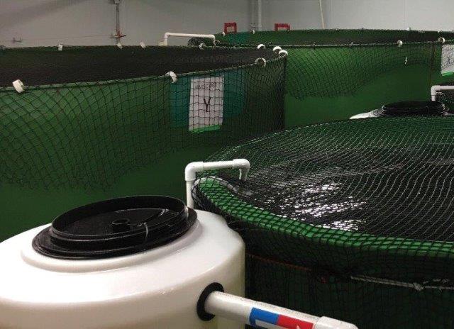 Completion of a study to determine residue depletion differences between post-smolt and adult Atlantic Salmon post-dosing