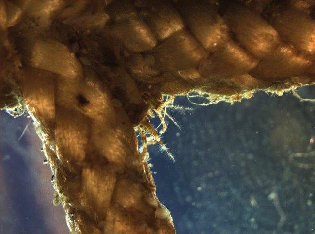 two tube dwelling sea fleas