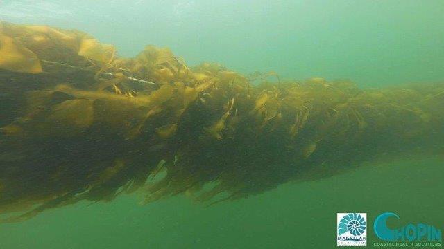 Underwater line of cultivated sugar kelp