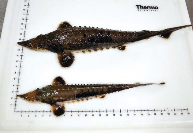 Hatched on May 25, 2017 from wild caught Lake Sturgeon eggs, the fish on top was grown in 15°C water for 11 months, prior to being transferred to 8.5°C . The fish on the bottom was grown in 15°C for 6 months