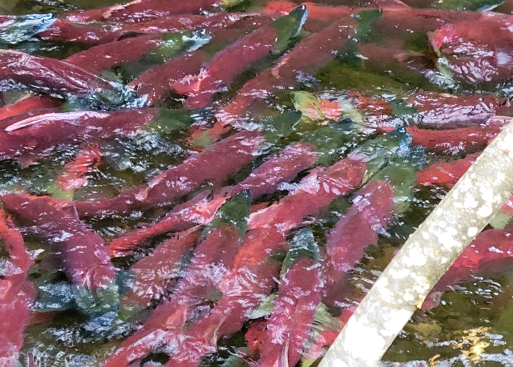 Falls Creek: Overcrowded and stressed salmon stranded in oxygen-poor pools 