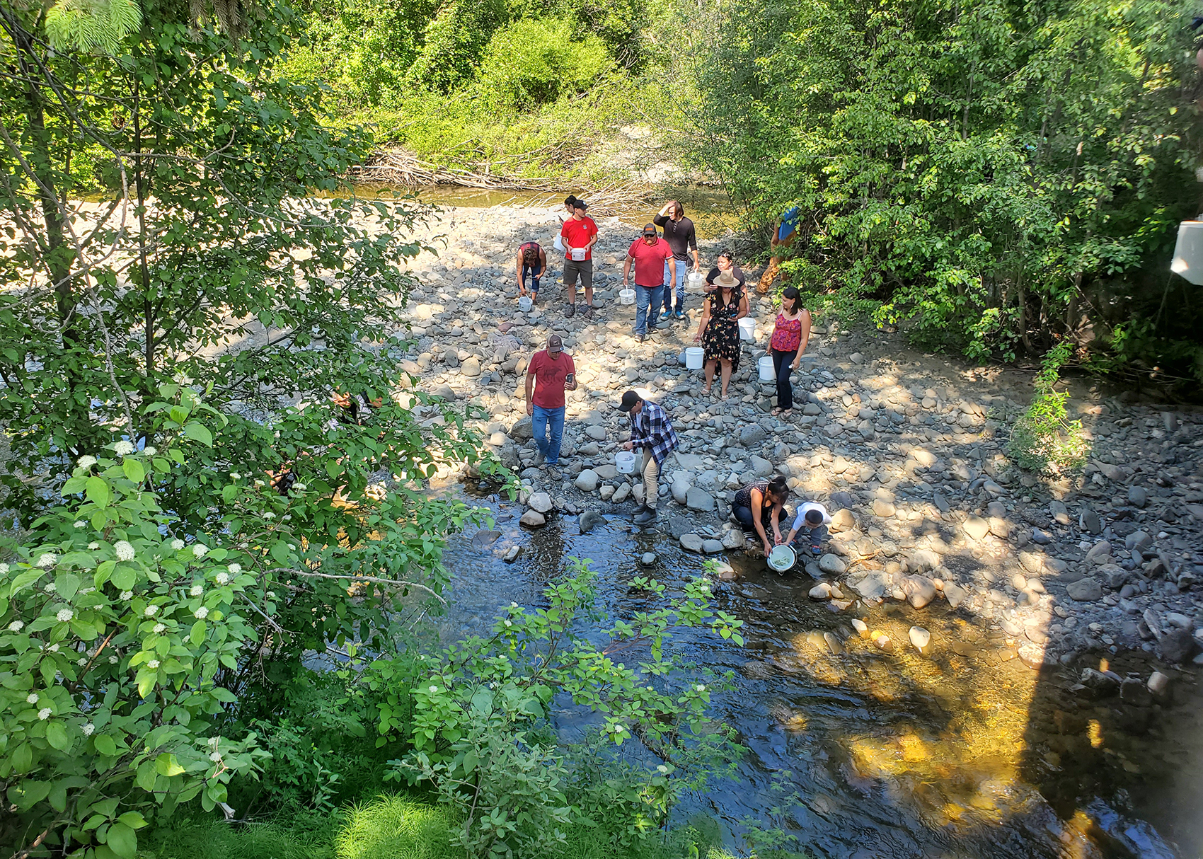 First Nations, community partners and DFO staff released Early Stuart sockeye fry into the Hudson Bay Creek at Takla Landing and the Driftwood River.