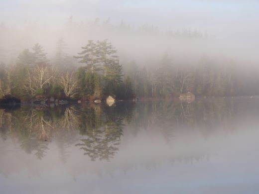 Foggy shoreline with trees reflected on the lake.