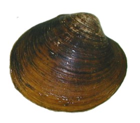 Ocean quahog