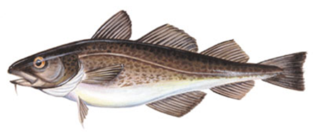 Picture of cod