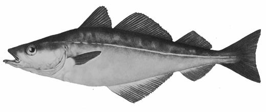 Image of redfish