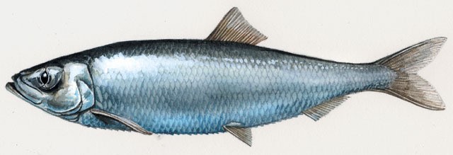 image of herring