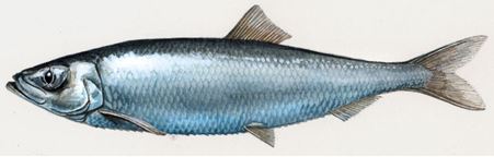 DFO shutting down herring, mackerel fisheries on East Coast