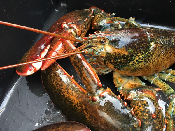 Lobster fishery – Areas 19, 20 and 21