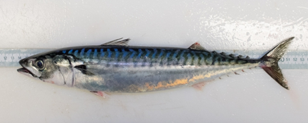 Atlantic mackerel moratorium jeopardizes rod-and-reel bluefin tuna fishery:  fishermen