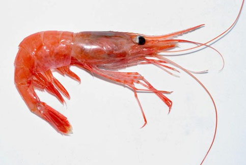 https://www.dfo-mpo.gc.ca/fisheries-peches/ifmp-gmp/shrimp-crevette/images/cover.jpg