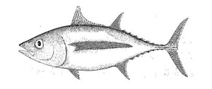 Image d’un thon blanc(Thunnus alalunga)