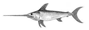Photo of a Swordfish (Xiphias gladius)