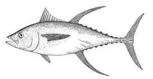 Image d’un thon à nageoires jaunes(Thunnus albacares)