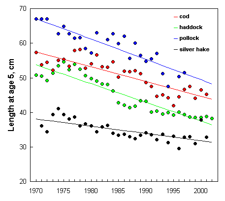 Fig. 27. Changes in mean length at age 5 for four groundfish species