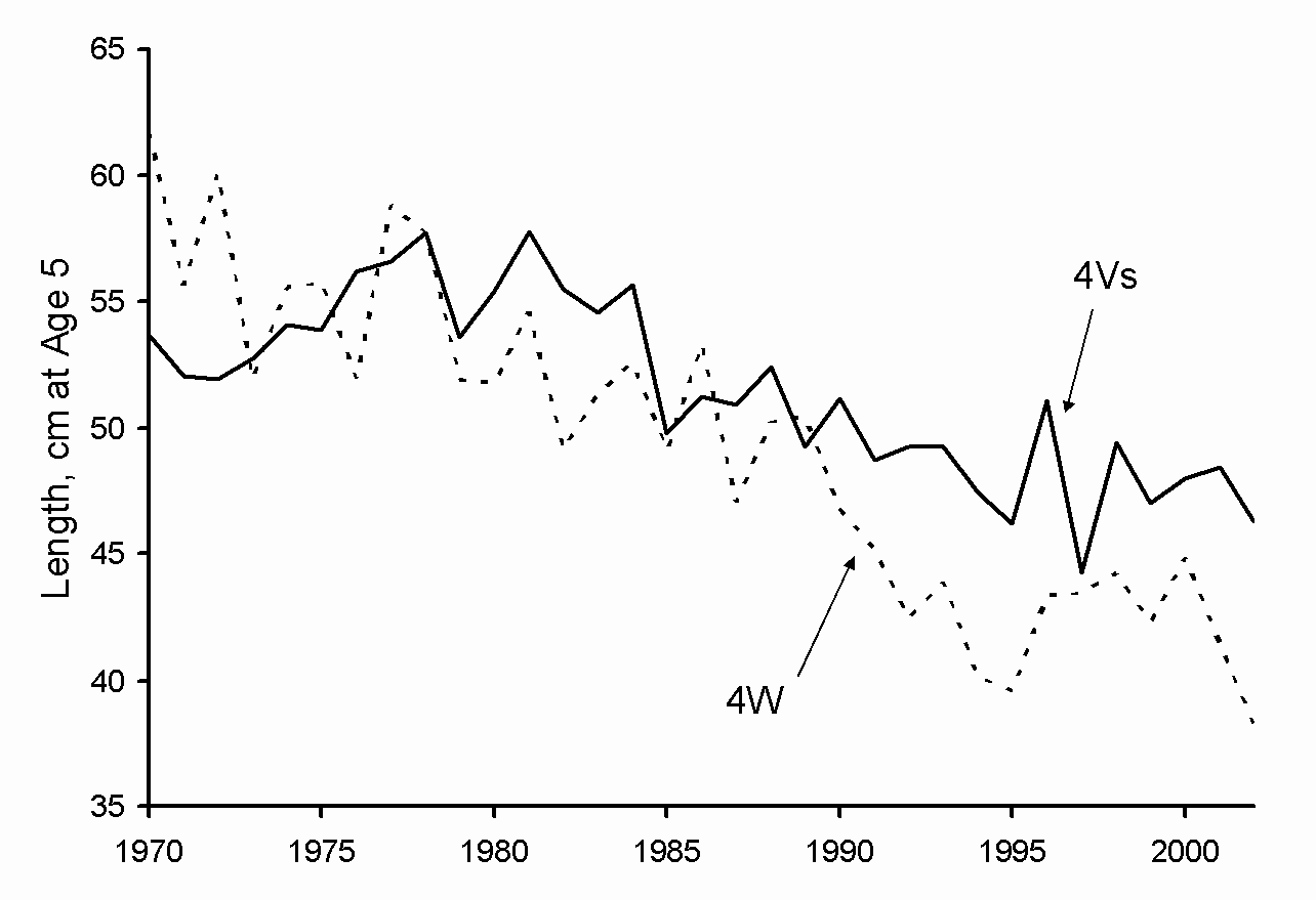 Fig. 6. 4VsW cod: Mean length at age 5 for 4Vs and 4W in summer