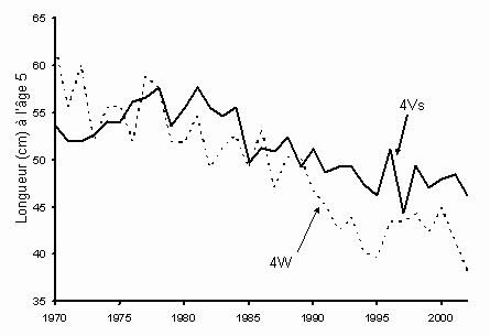Fig. 6. Morue de 4VsW : Longueur moyenne à l'âge 5