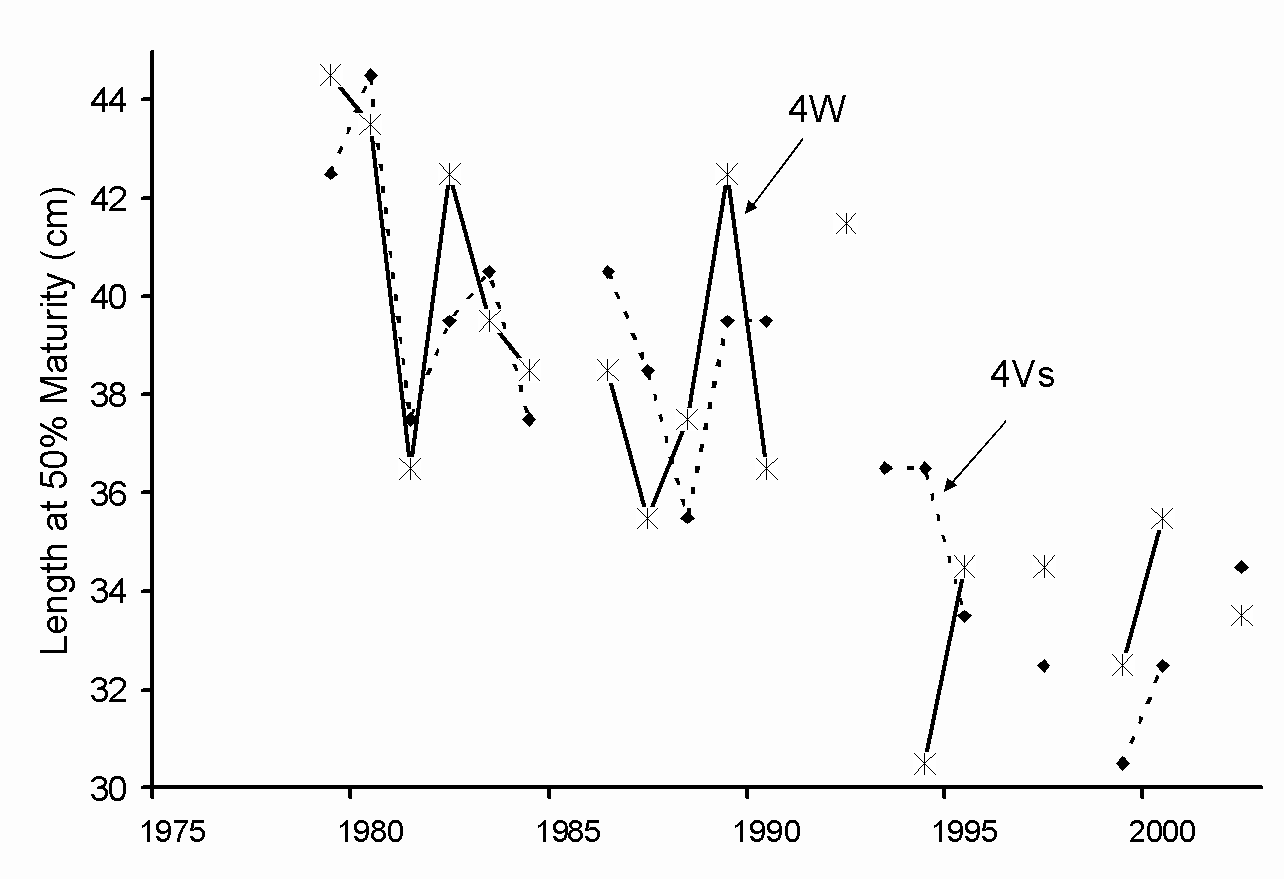 Fig. 8. 4VsW cod: Length at 50% maturity for females in 4Vs and 4W.