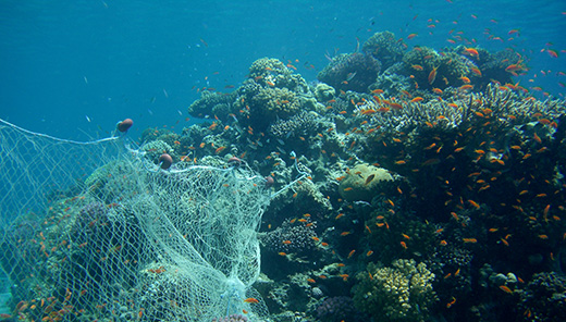 A net sitting on a reef with fish around it.