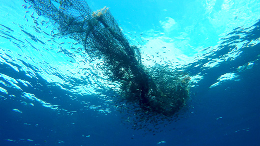 A net floating underwater with fish around it.