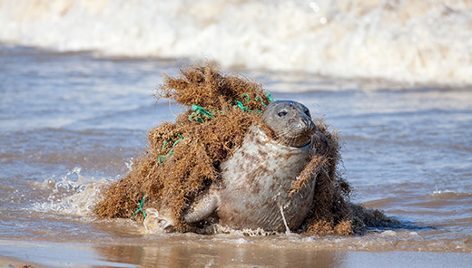 A seal caught in ghost gear.