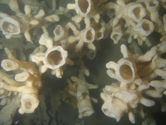 Glass Sponge Reefs in the Strait of Georgia