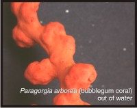 Paragorgia arborea (bubblegum coral)