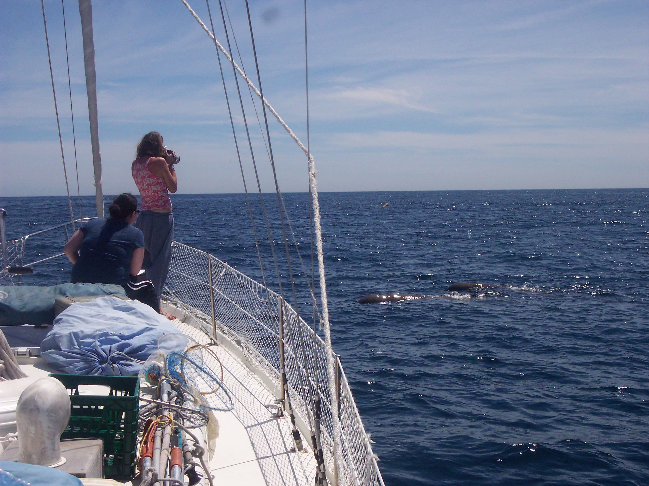 Des chercheurs recueillent des données sur les baleines à bec communes dans le Gully. ©: Northern Bottlenose Whale Project, Université de Dalhousie