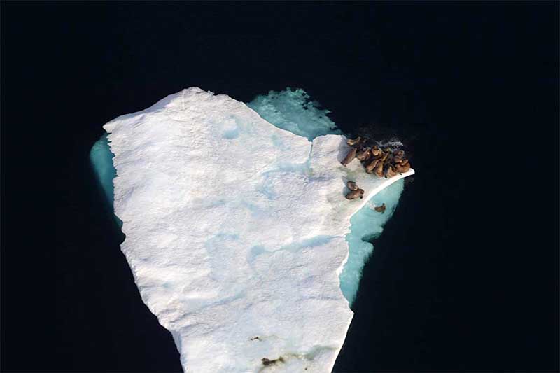 Vue aérienne de morses sur une plaque de glace flottante dans l’Extrême-Arctique Copyright Blair Dunn