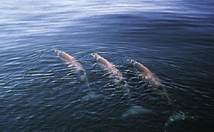 [PHOTO : Trois dauphins heureux]