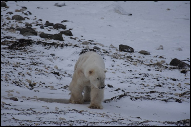 Polar bear on shoreline of Hudson Bay