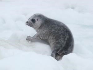 Photograph of a ringed seal pup laying on rough sea ice. 