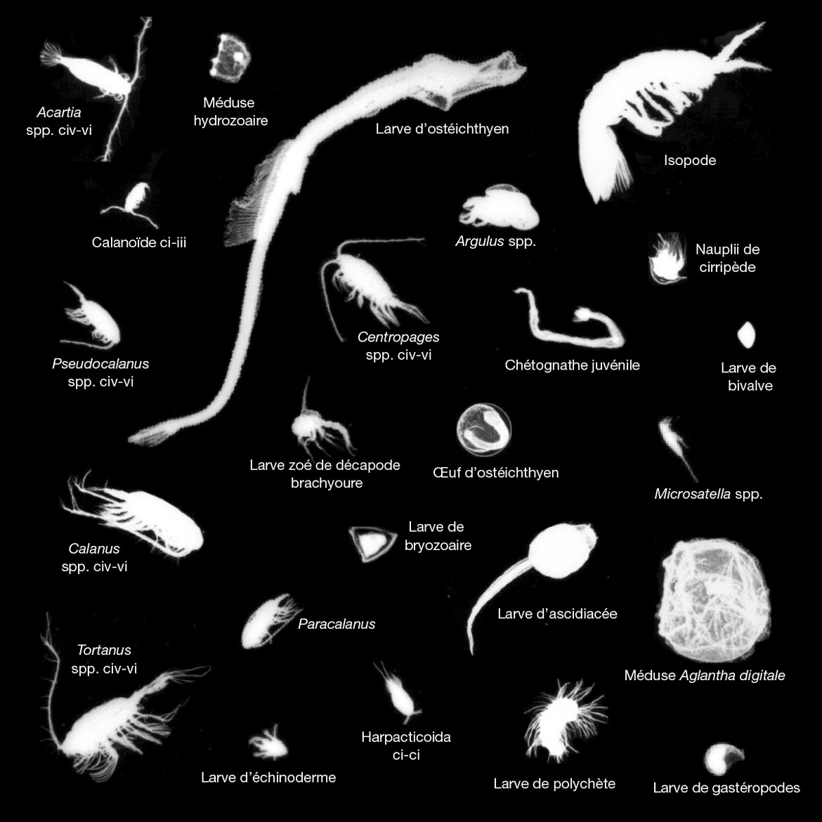 Différents types de zooplancton sont disposés sur une photo en noir et blanc. Version texte ci-dessous.