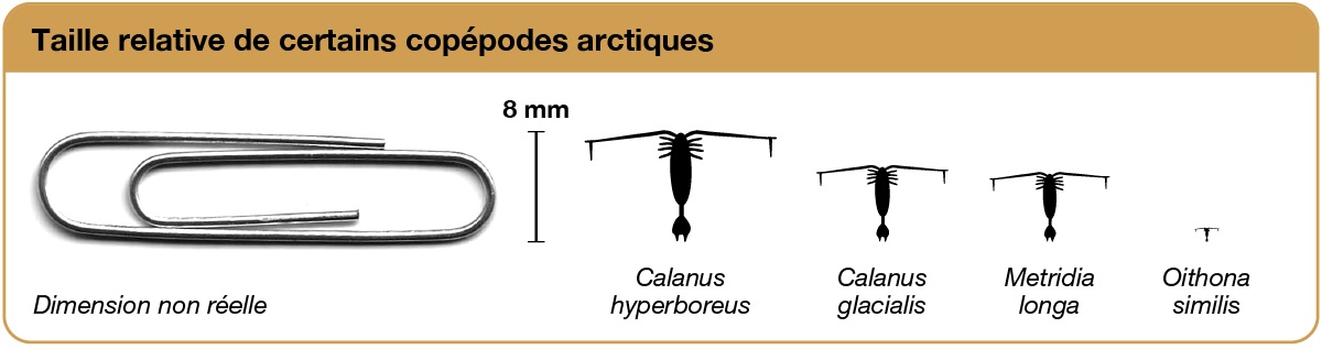 Comparaison de la taille d’importants zooplanctons