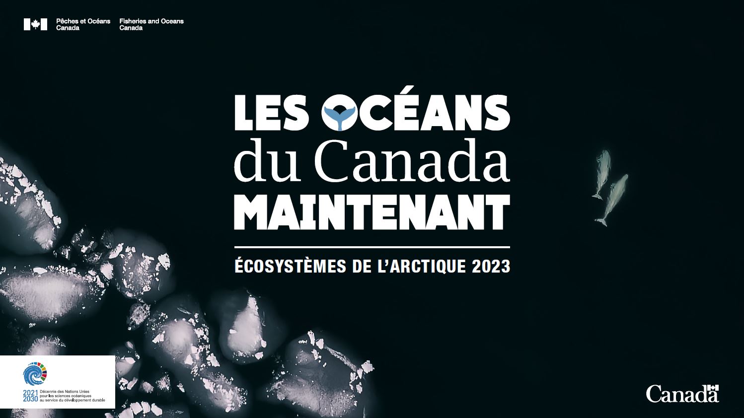 Vue aérienne des eaux arctiques montrant la glace de mer brisée en bas à gauche et deux bélugas nageant en eau libre à droite. Le logo « Les océans du Canada aujourd'hui – Écosystèmes arctiques 2023 » est placé au centre.