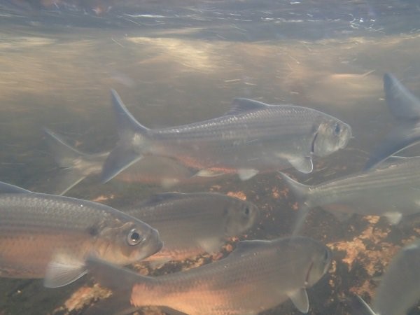 Un groupe de poissons nageant ensemble. Les poissons ont des flancs argentés, une bouche terminale tournée vers le haut et une nageoire caudale bien fourchue.