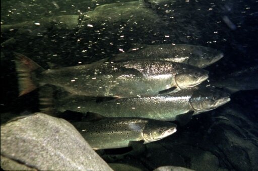 Un groupe de saumons atlantiques nageant ensemble. Les poissons ont une tête pointue, une nageoire caudale légèrement fourchue et un ventre argenté.