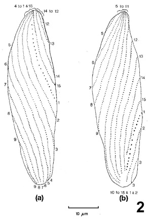 Drawing of both sides of one Stegotricha enterikos