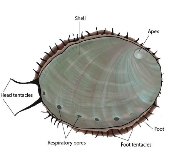 Abalone (Haliotis sp.) external anatomy