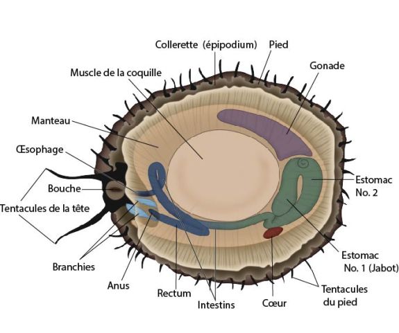 Anatomie interne du ormeau (Haliotis sp.)