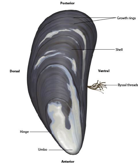Blue Mussel (Mytilus edulis) external anatomy