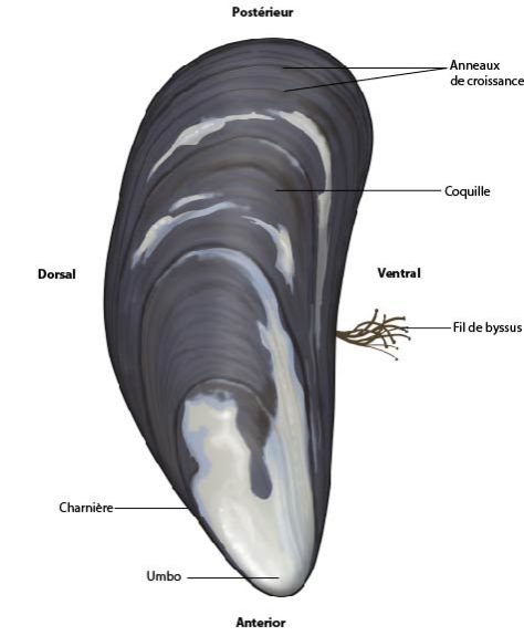 Anatomie externe du Moule bleue (Mytilus edulis)