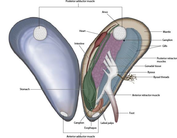 Blue Mussel (Mytilus edulis) internal anatomy