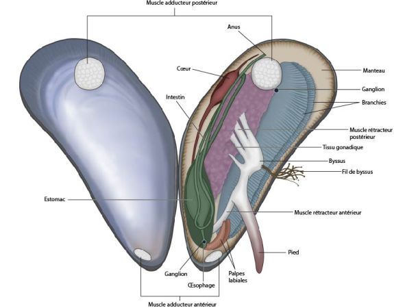 Anatomie interne du Moule bleue (Mytilus edulis)