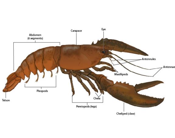 Lobster (Homarus americanus) external anatomy
