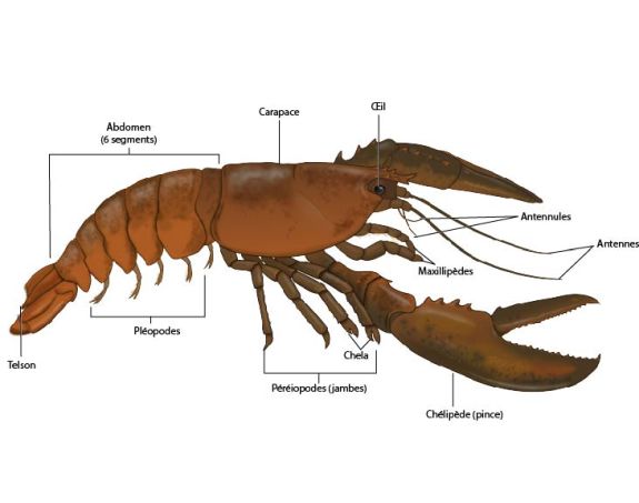 Anatomie externe du homard (Homarus americanus)