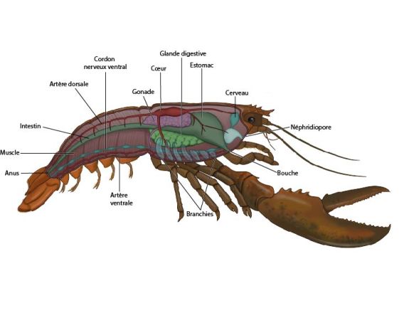 Anatomie interne du homard (Homarus americanus)